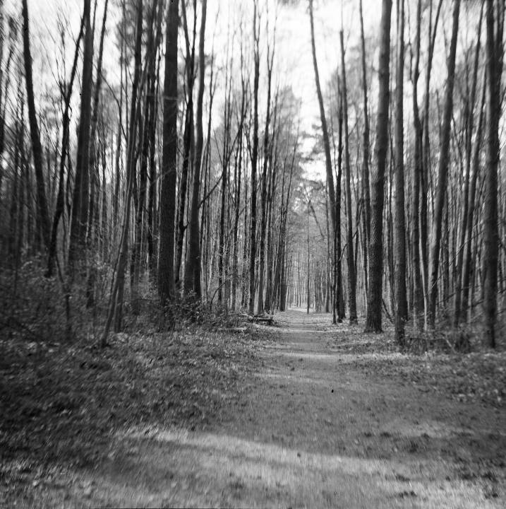 The forest The forest